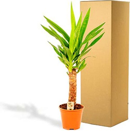 Yucca Elephantipes de 100cm 2 Troncos - Planta Natural de Aire Puro para tu Espacio