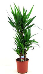 Exótica Yucca Elephantipes de 100cm 2 Troncos - Planta Natural de Fácil Cuidado y Mantenimiento