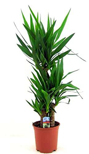 Exótica Yucca Elephantipes de 100cm 2 Troncos - Planta Natural de Fácil Cuidado y Mantenimiento