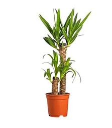 Yucca Planta Natural +100cm con 2 Troncos Planta Interior