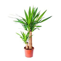 Yucca Elephantipes de 100cm 2 Troncos - Planta Natural de Fácil Mantenimiento para Cualquier Espacio