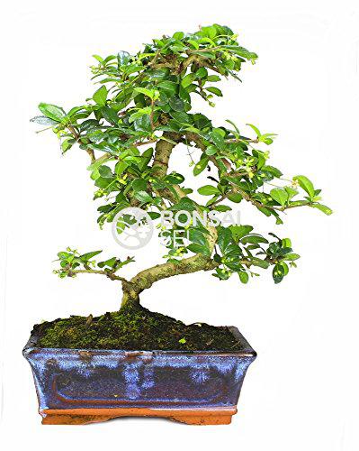 Bonsai - Carmona, 8 Años (Bonsai Sei - Carmona Microphylla)