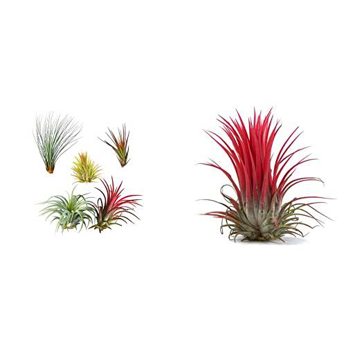 DECOALIVE Pack de 5 Plantas del Aire Diferentes Tillandsias de Interior y Exterior Claveles del Aire