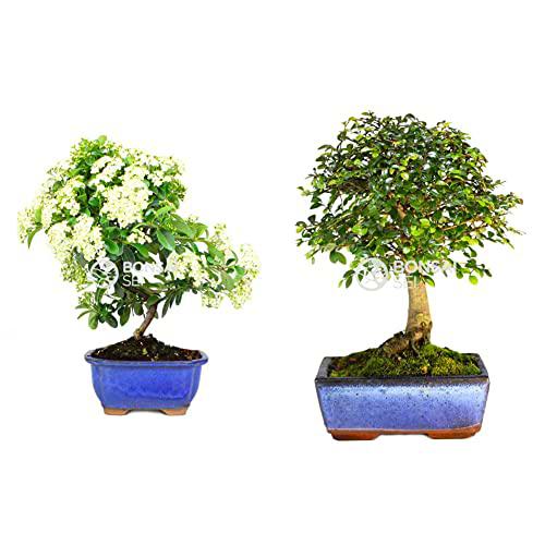 Bonsai - Espino de fuego, 7 Años (Bonsai Sei - Pyracantha) &amp; Bonsai