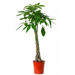 Árbol XL Natural Ornamental Pachira aquática o Castaño de Guayana