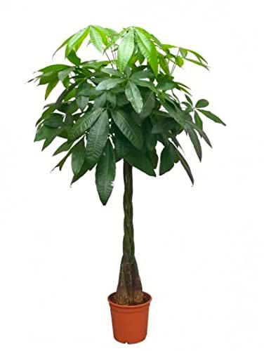 Pachira Aquática Natural - ATURAL 90cm - Árbol de Interior Popularmente Conocido por su Apariencia Elegante