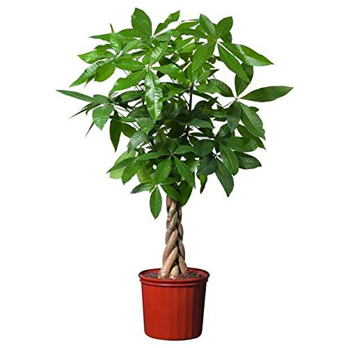 Pachira Aquática XL Natural Planta Tropical de Aspecto Elegante Altural 90cm