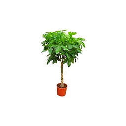 Pachira XL Planta Natural: Embellece tu Hogar con esta Espectacular Planta Viva de 90cm de Altura