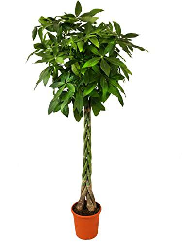 Pachira Aquática XL (Atural 80cm) Planta Característica por su Tronco Trenzado