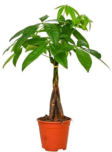 Pachira Aquatica XL 100cm - Planta Viva de Gran Tamaño para Impresionar a tus Invitados