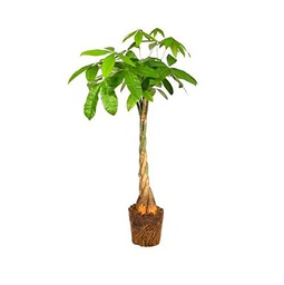 Pachira Aquática XL 100cm Natural Árbol Ornamental Conocido como Ceibo de Agua