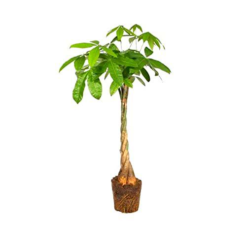 Pachira Aquática XL 100cm Natural Árbol Ornamental Conocido como Ceibo de Agua