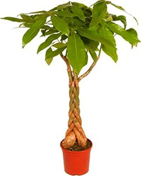 Pachira Aquática XL Tamaño 100cm Árbol Natural De interior de Hojas Palmeadas