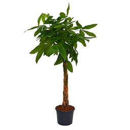 Pachira Aquática XL Árbol Natural de Interior de Origen Tropical Altural 90cm