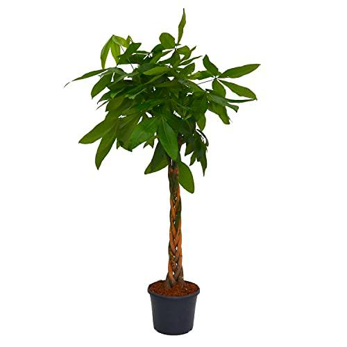 Pachira Aquática XL Árbol Natural de Interior de Origen Tropical Altural 90cm