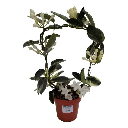 Jazmín Madagascar Variegata PREMIUM Planta Natural con un Patrón Exclusivo