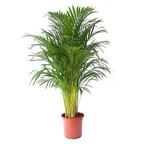 Areca de Salón Natural en Maceta de 17 cm Un Verdadero Regalo para tu Hogar