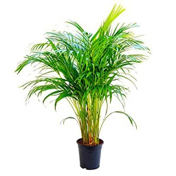 Dypsis Lutescens Natural Areca de 100cm en Maceta de 17 cm la Belleza Tropical en tu Sala