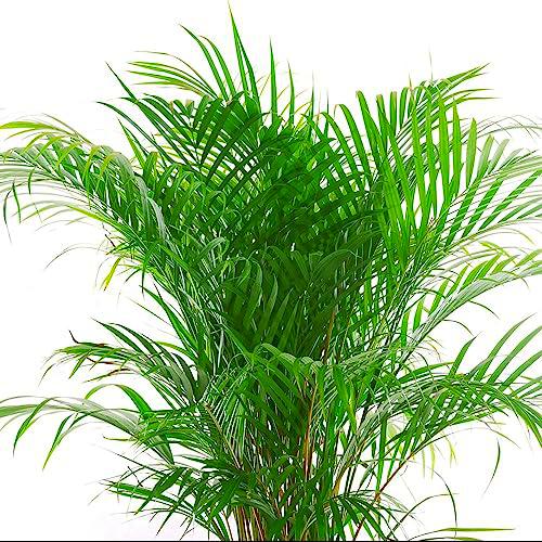 Dypsis Lutescens Natural Areca 100cm la Elegancia Tropical para tu Hogar