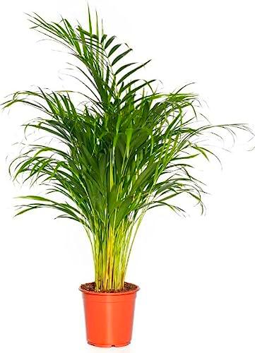 Areca de Salón de 100cm: Elegante Planta Natural en Maceta de 17 cm