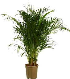 Dypsis lutescens - Areca de 100cm una Espléndida Planta Natural de Interior