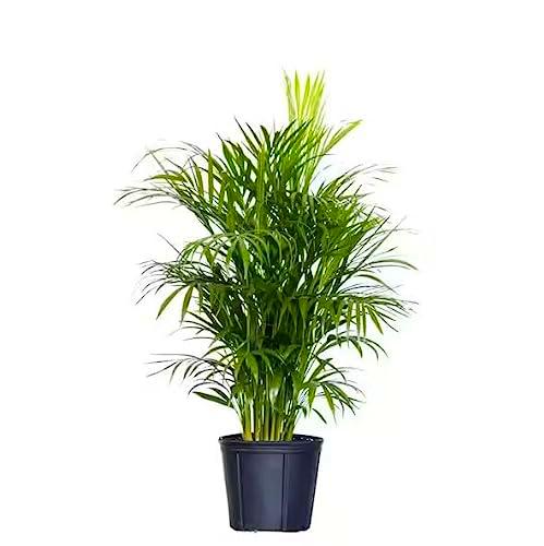 Areca 100cm Natural Impresionante Altura y Elegancia en Maceta de 17 cm