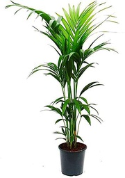 Areca 100cm Impresionante Areca de 100cm de Altura Perfecta para tu Hogar