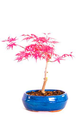 Bonsái Japonés Arce Enano Japonés Acer Palmatum