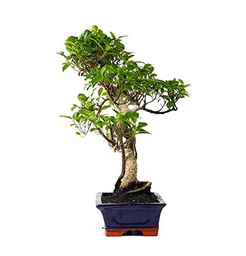 Árbol Ginseng (Ficus Retusa) en Bonsái Natural