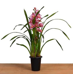 Cymbidium - Orquídea Natural de Floración Larga - Resistente