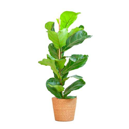 BloomPost Ficus Lyrata + Cesta - 70-80 cm - Planta de Interior