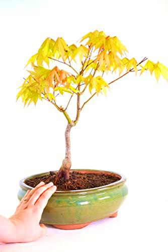 Arce Enano Japonés Bonsái Natural de Árbol Acer Palmatum