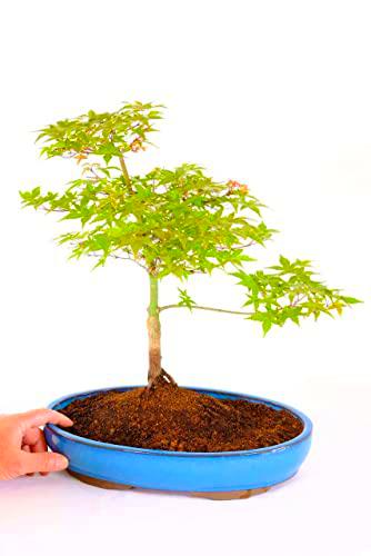 Planta Bonsái Acer Palmatum Arce Palmeado de Origen Japonés