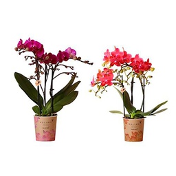 Kit de DOS Orquídeas Naturales Phalaenopsis - Plantas de Grandes Flores