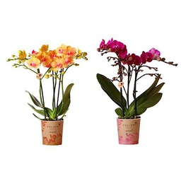 Pack de 2 Orquídeas - Plantas Naturales de Interior de Grandes flores en Forma de Mariposa