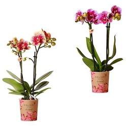 Pack de Dos Orquídeas Naturales Plantas de Interior