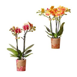 Duo de Orquídeas Alevilla Plantas de Interior Naturales Faciles de Mantener para Principiantes