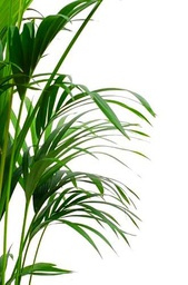 Areca Natural Altura 100cm Plamera de Interior