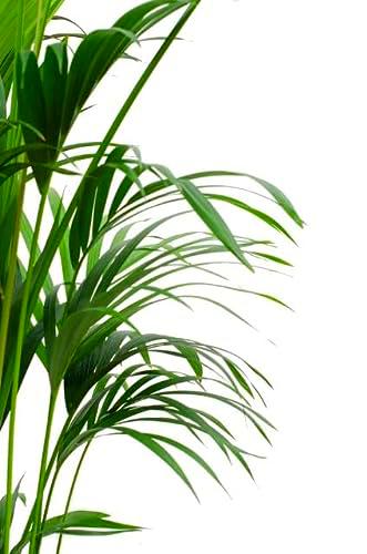 Areca Natural Altura 100cm Plamera de Interior