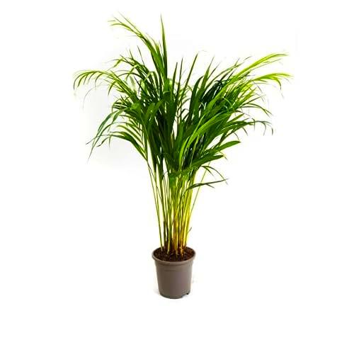 Dypsis Lutescens Natural - Areca de Salón de 100cm la Palma Perfecta para Interiores