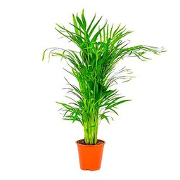 Dypsis Lutescens - Areca de 100cm una Elegante Palmera para tu Hogar