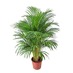 Dypsis Lutescens Natural Areca 100cm Palmera de Interior de Altura Destacada y Maceta de 17 cm