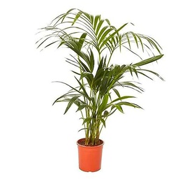 Areca de Salón Planta Natural de 100cm Perfecta para Decorar tu Casa