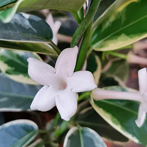 Jazmín VARIEGATA de Madagascar Planta de Interior y Exterior muy Resistente