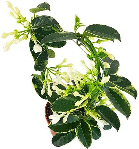 Jazmín de Madagascar VARIEGATA Planta Exclusiva Única en Nuestro País