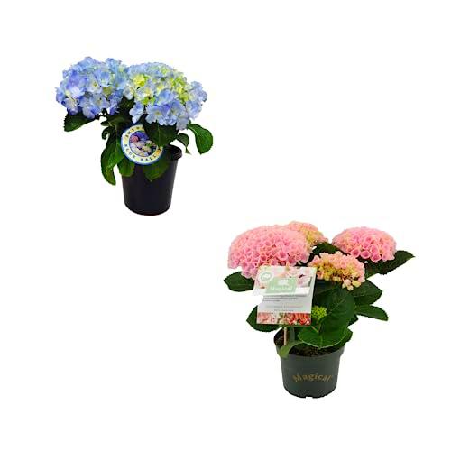 Duo de Hortensia Azul y Rosa Naturales Plantas para el Jardín o el Interior del Hogar