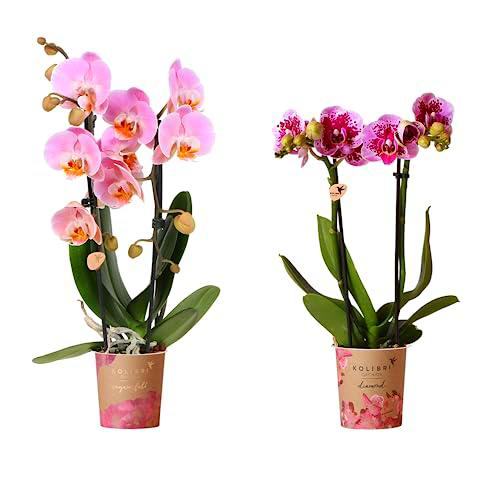 Set de 2 Orquídeas Naturales Plantas Populares por sus Grandes Flores