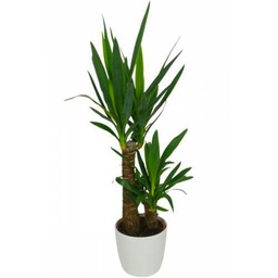 Yucca de 2 Troncos - Planta Natural para Crear un Ambiente Acogedor en tu Hogar