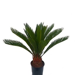 Cycas Revoluta Natural Palmera Resistente y Fácil de Mantener