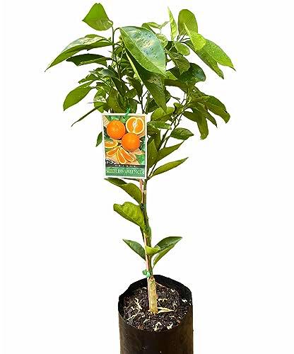 Árbol de Naranjas Natural - Naranjo Premium